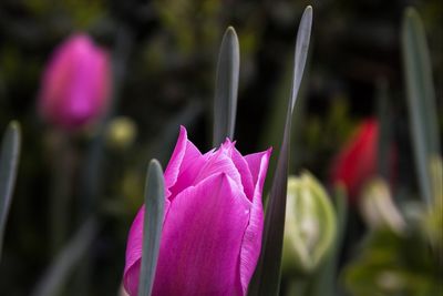 Close-up of pink flowers