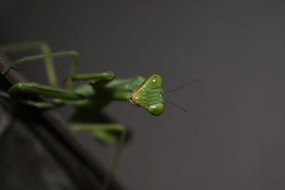 Close-up of insect on leaf