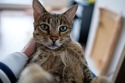 Close-up portrait of savannah cat