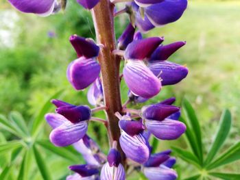 Close-up of purple flowers blooming outdoors