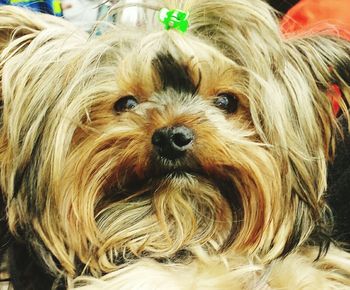 Close-up portrait of dog