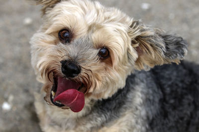 Close-up portrait of a dog