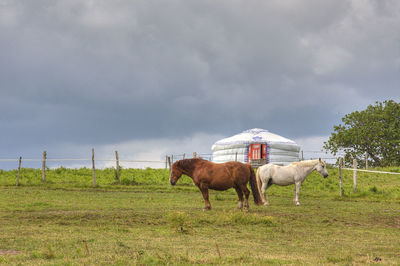 Horses standing on grassy field against cloudy sky