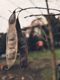 Close-up of hanging tree against sky