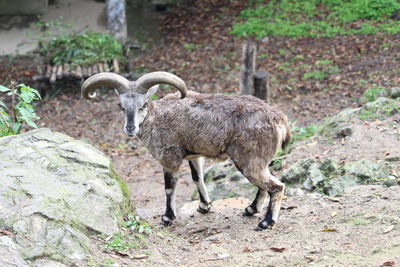 Sheep standing on rock