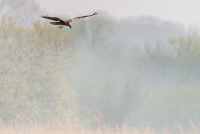 Low angle view of bird flying in sky