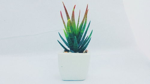 Close-up of potted plant against white background