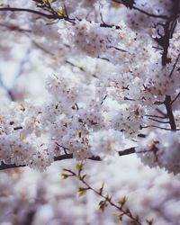 Close-up of white cherry blossoms in spring