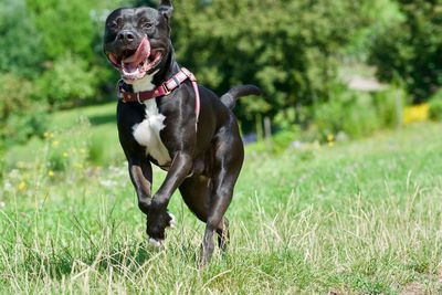 Dog running on grass