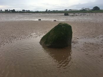 View of crab on beach