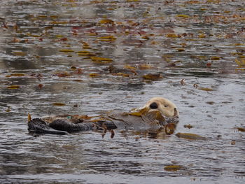 Ducks swimming in lake