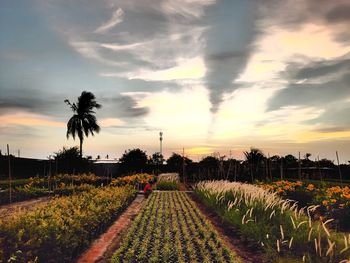 Scenic view of agricultural field against sky during sunset