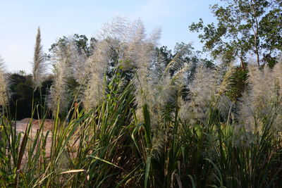 Grass growing on field against sky