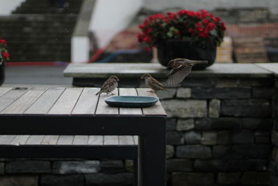 View of bird on wooden table