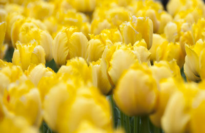 Close-up of yellow flowering plant