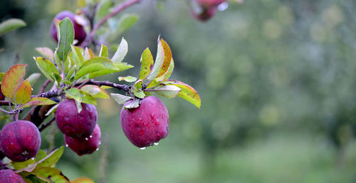 Close-up of fruit growing on tree