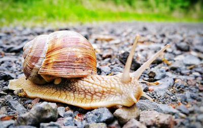 Close-up of snail