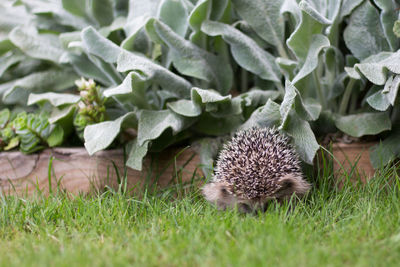 Close-up of hedgehog