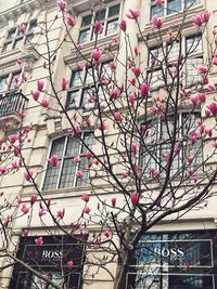 Low angle view of pink flowering tree against building