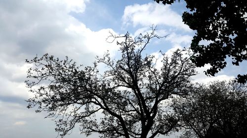 Low angle view of tree against sky