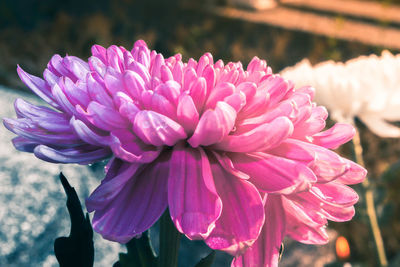 Close-up of pink dahlia flower