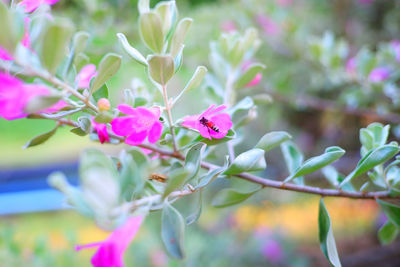 Close-up of pink flowering plant