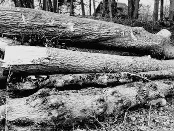 Close-up of logs in forest