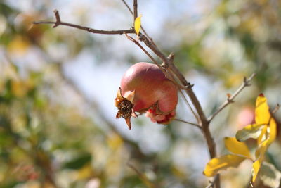 Close-up of red berries on tree