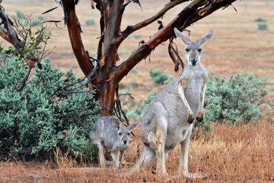 Deer standing on field against trees