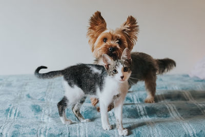 Portrait of dog standing on floor