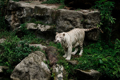 White tiger standing on rock in forest