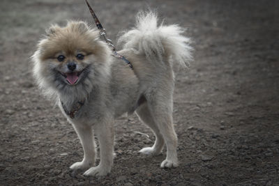 Portrait of dog standing on field