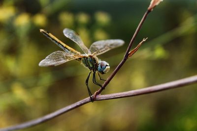 Close-up of damselfly perching on leaf