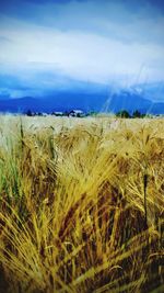 Crops growing on field against sky