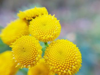 Close-up of yellow flowering plant