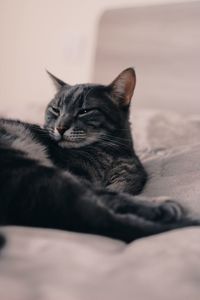 Close-up of cat resting on bed