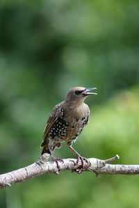 Close-up of bird starling perching on branch