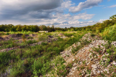 Scenic view of field against sky