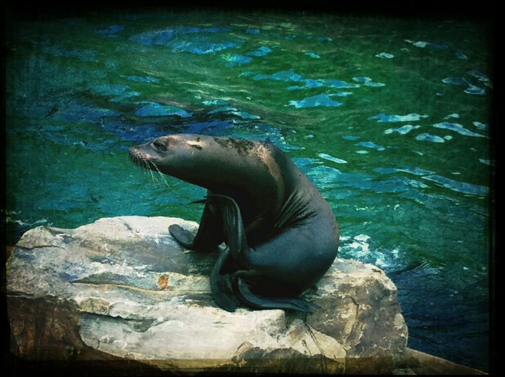 animal themes, water, animals in the wild, wildlife, one animal, bird, swimming, rock - object, lake, nature, high angle view, rock, auto post production filter, sea, outdoors, day, beauty in nature, no people, side view, rippled