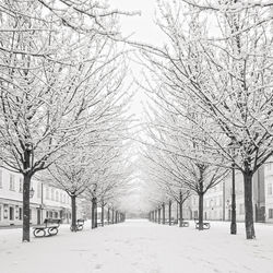 Snow covered plants and trees