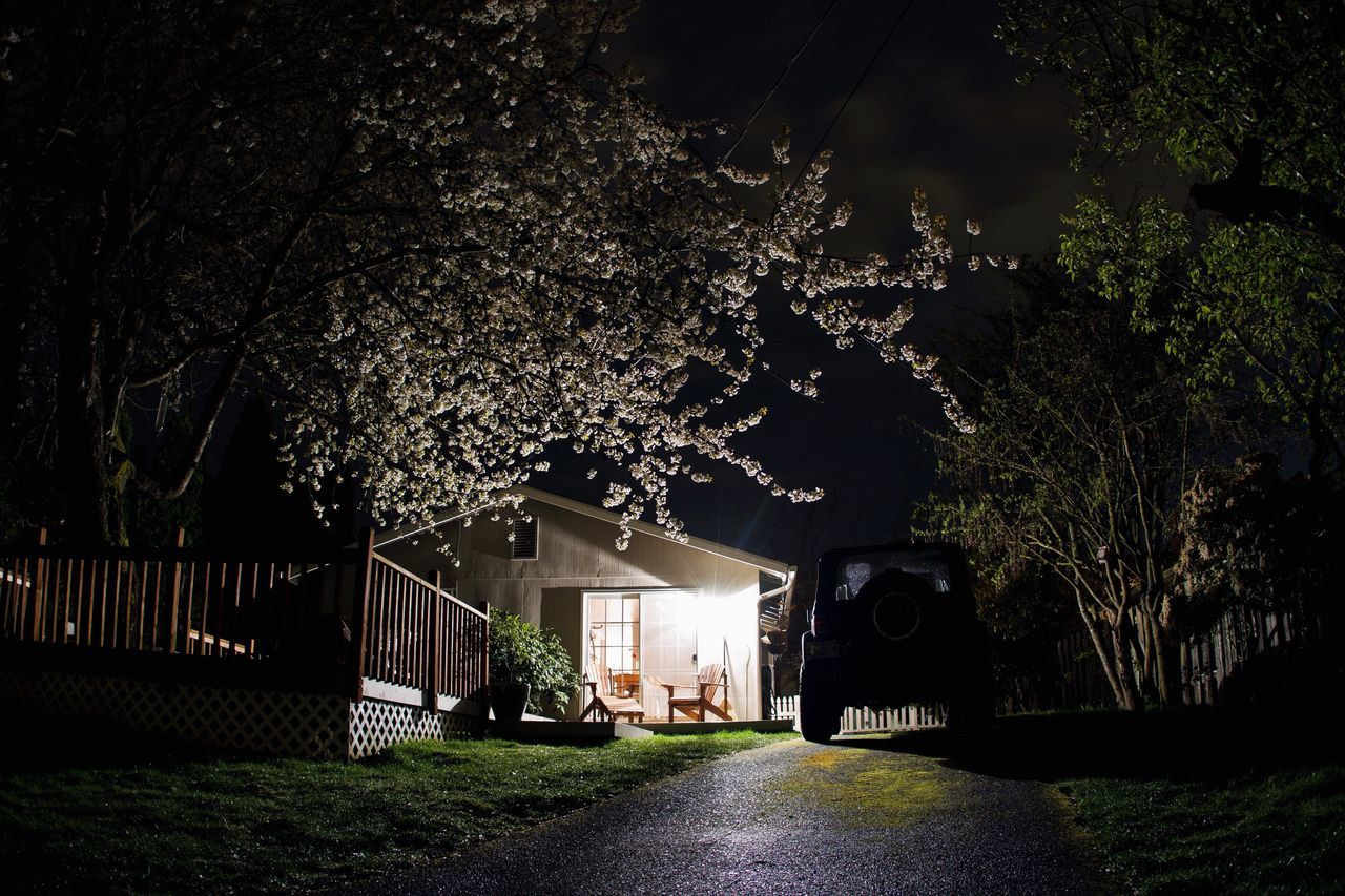 night, tree, illuminated, outdoors, no people, nature