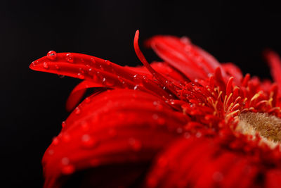 Close-up of red flower against black background