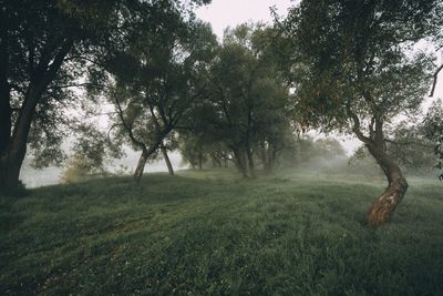 Trees on field against sky