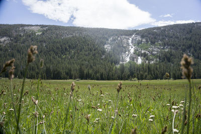 Scenic view of field against sky