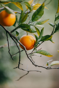 Close-up of orange fruit on tree