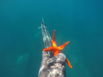 Cropped hand holding starfish in sea