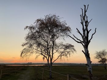 Bare tree on field against sky during sunset