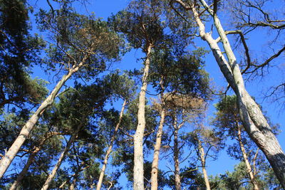 Low angle view of tree against sky