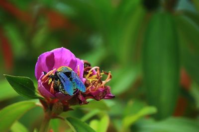 Close-up of butterfly pollinating on purple flower