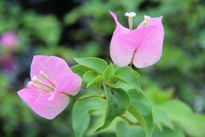 Close-up of pink flowering plant